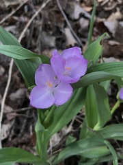 Tradescantia ozarkana