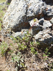 Monardella purpurea
