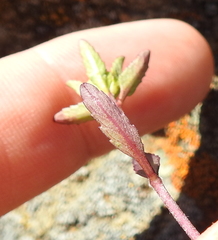 Monardella purpurea
