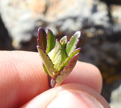 Monardella purpurea