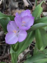 Tradescantia ozarkana