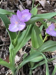 Tradescantia ozarkana