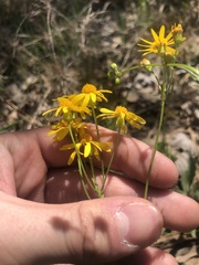 Packera paupercula paupercula