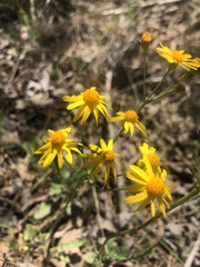 Packera paupercula paupercula