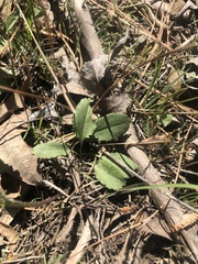 Packera paupercula paupercula