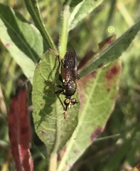 Lampria rubriventris