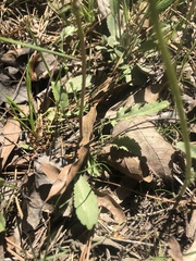 Packera paupercula paupercula
