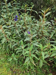 Salvia corrugata