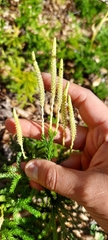 Austrolycopodium magellanicum