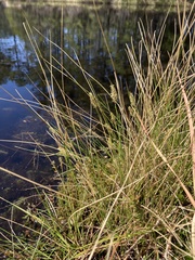 Carex exilis