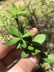 Berberis canadensis