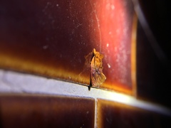 Aeolanthes erythrantis