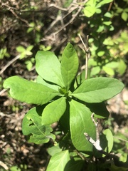 Berberis canadensis