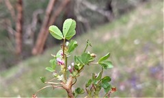 Trifolium variegatum