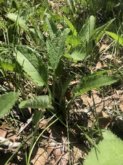 Parthenium auriculatum