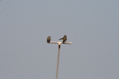 Tyrannus melancholicus