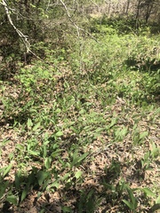 Parthenium auriculatum