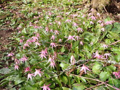 Erythronium revolutum