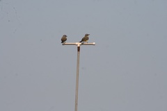 Tyrannus melancholicus