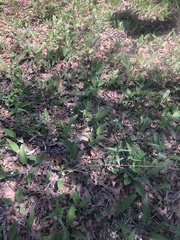 Parthenium auriculatum