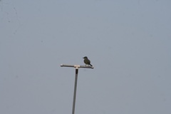 Tyrannus melancholicus