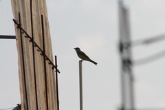 Tyrannus melancholicus