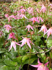 Erythronium revolutum