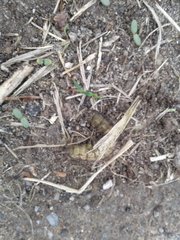 Noctuidae