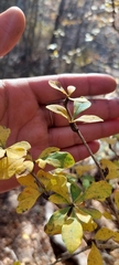 Berberis montana