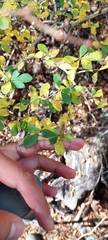 Berberis montana