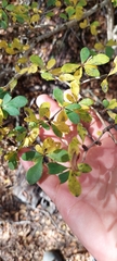 Berberis montana