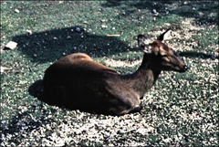 Cervus nippon