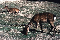 Cervus nippon
