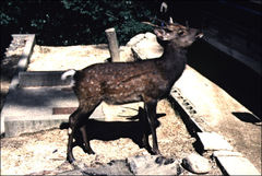 Cervus nippon