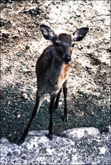 Cervus nippon