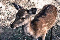 Cervus nippon