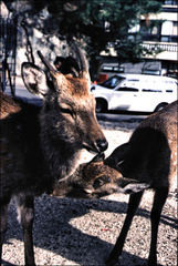Cervus nippon