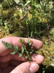 Packera paupercula paupercula