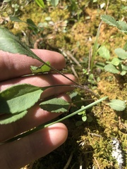 Packera paupercula paupercula