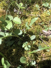 Packera paupercula paupercula