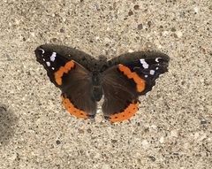 Vanessa atalanta