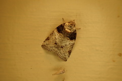 Garella