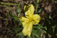 Oenothera affinis