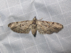 Eupithecia bolterii