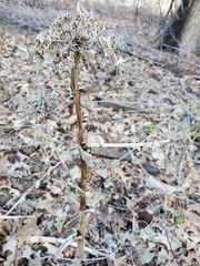 Magnoliopsida