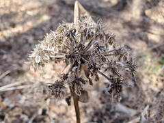 Magnoliopsida