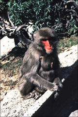 Macaca fuscata fuscata