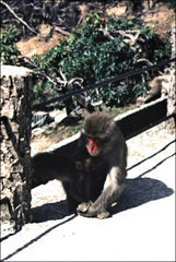 Macaca fuscata fuscata