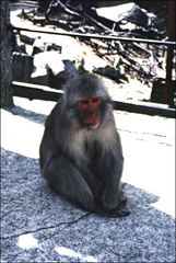 Macaca fuscata fuscata