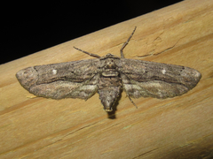 Holochroa dissociarius